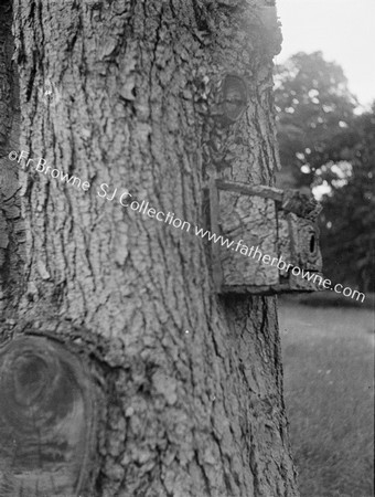 LAKE SIDE OAK TREE WITH NESTING BOX